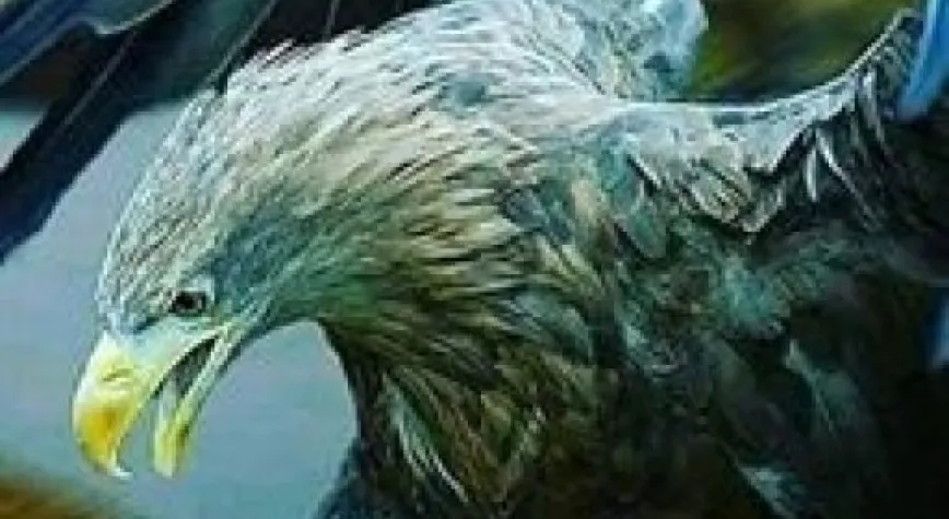 BU KARTAL YÜKSEKLERİ SEVİYOR!..