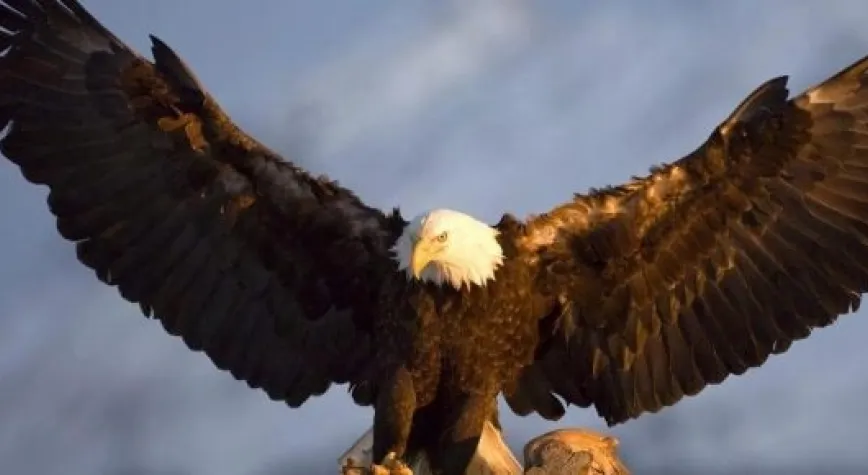 KARAKARTAL AV PEŞİNDE!