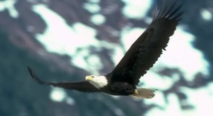 KARAKARTAL OTOMATİĞE TAKTI...