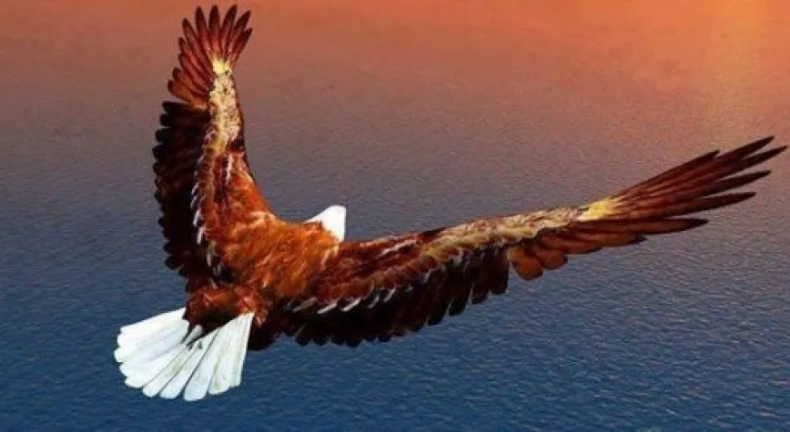 KARTAL AVRUPA'DA UÇUYOR!..