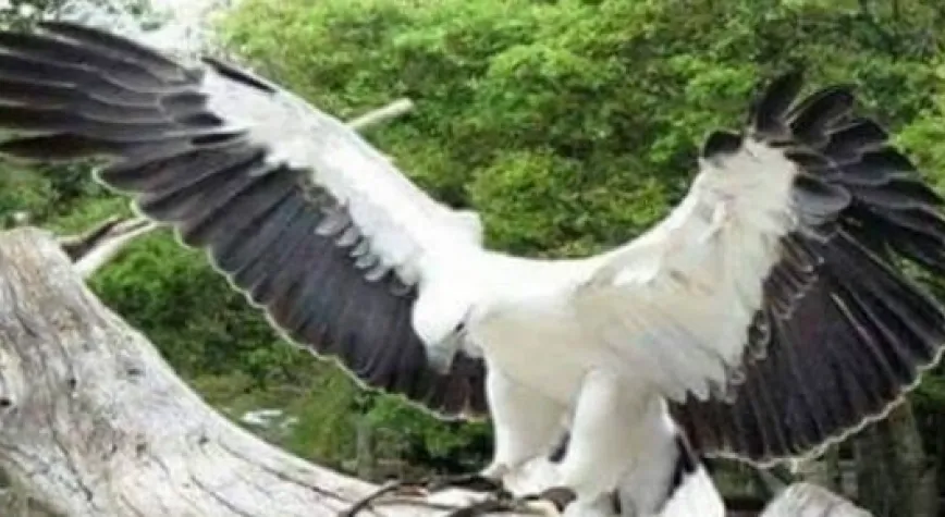 KARTAL PENÇELERİNİ HATIRLADI!