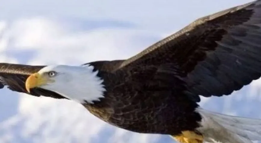 KARTAL YÜKSEKLERİ SEVDİ!..