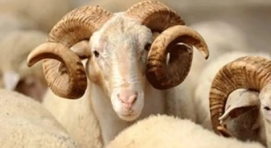 KURBAN BAYRAMINIZ KUTLU OLSUN!...