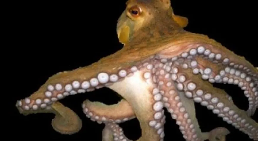 YALKIN YAZDI: BU AHTAPOTUN ADI FUTBOL!